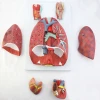 life size 7 parts Larynx heart and lung model  pvc anatomy model Human Respiratory System