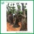 Import Living Bonsai Ficus Natural Plant from China