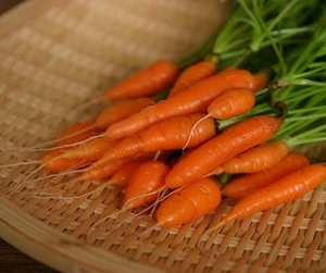 long fresh carrots from iran carrots carrot production in india