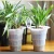 Import Meshpot Chinese Orchid Flower Double layer Pot  Root Controlling Garden planter Air Movement pot in 15 cm from China