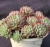 Import Most sale in market succulent plants  Green apple from China