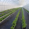 MYXL cheap tunnel greenhouse Low Cost Single-span Agricultural Greenhouses