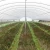 Import MYXL cheap tunnel greenhouse Low Cost Single-span Agricultural Greenhouses from China