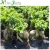 Import Natural Small Ficus Plant from China