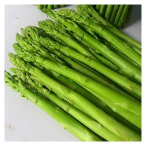 New crop green asparagus from Vietnamese supplier