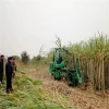 New design good quality durable whole stalk sugarcane harvester