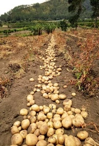 New Harvest  Fresh Potatoes Exporters From South Africa