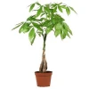 pachira five Braided tree brings luck pachira marcocarpa house plant bonsai