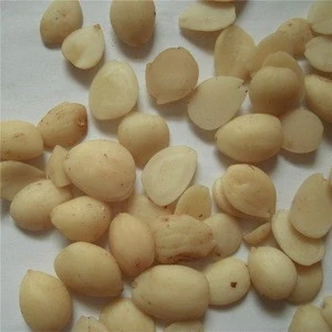 peeled apricot seed kernel/Semen pruni armeniacae/Prunus armeniaca L/Traditional Chinese Medicine xingren