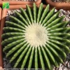 Plant farm direct sale 8-50cm size garden echinocactus grusonii ornament live cactus plants