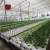 Import Polythene Vegetable Seeds, Greenhouse For Flower & Vegetable Growing from China