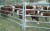 Import Portable Sheep, Livestock Cattle Yard Panel Corral Fence Panel from China