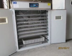 Poultry equipment 1232 eggs solar incubator/ chicken egg incubator hatching machine