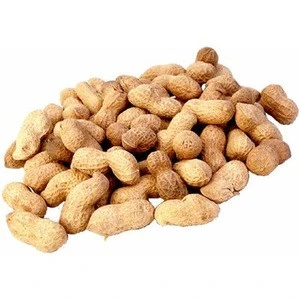 Promotion sales Blanched Peanut/Peanuts white peanut kernel  for sales