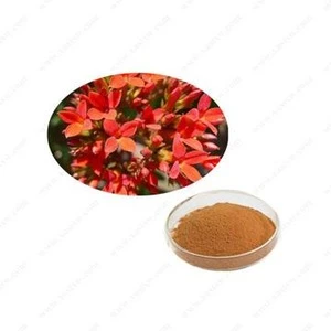 Pure natural high quality Rhodiola rosea extract