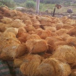 Semi Husked Fresh Coconut