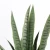 Import Small Tropical Potted Plant Plastic Sansevieria Artificial Snake Plants Mini Bonsai Tree Faux Tree Green Mini Snake Tree from China