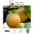 Import Super Quality Delicous Singo Pear/Huangguan Pear/Asia Pear Supplier from China