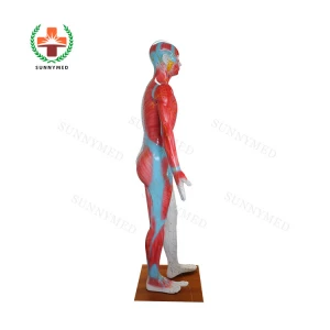 SY-N022 TCM Medical Teaching Equipment Human Body Acupuncture Model