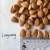 Import The newest crop 650grains/500g Longwang apricot kernels out of shell with excellent quality for sale from China