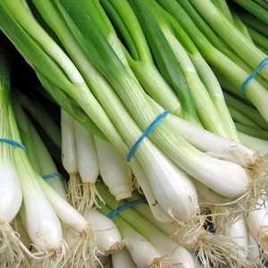 Top Quality Fresh Scallion for sale.