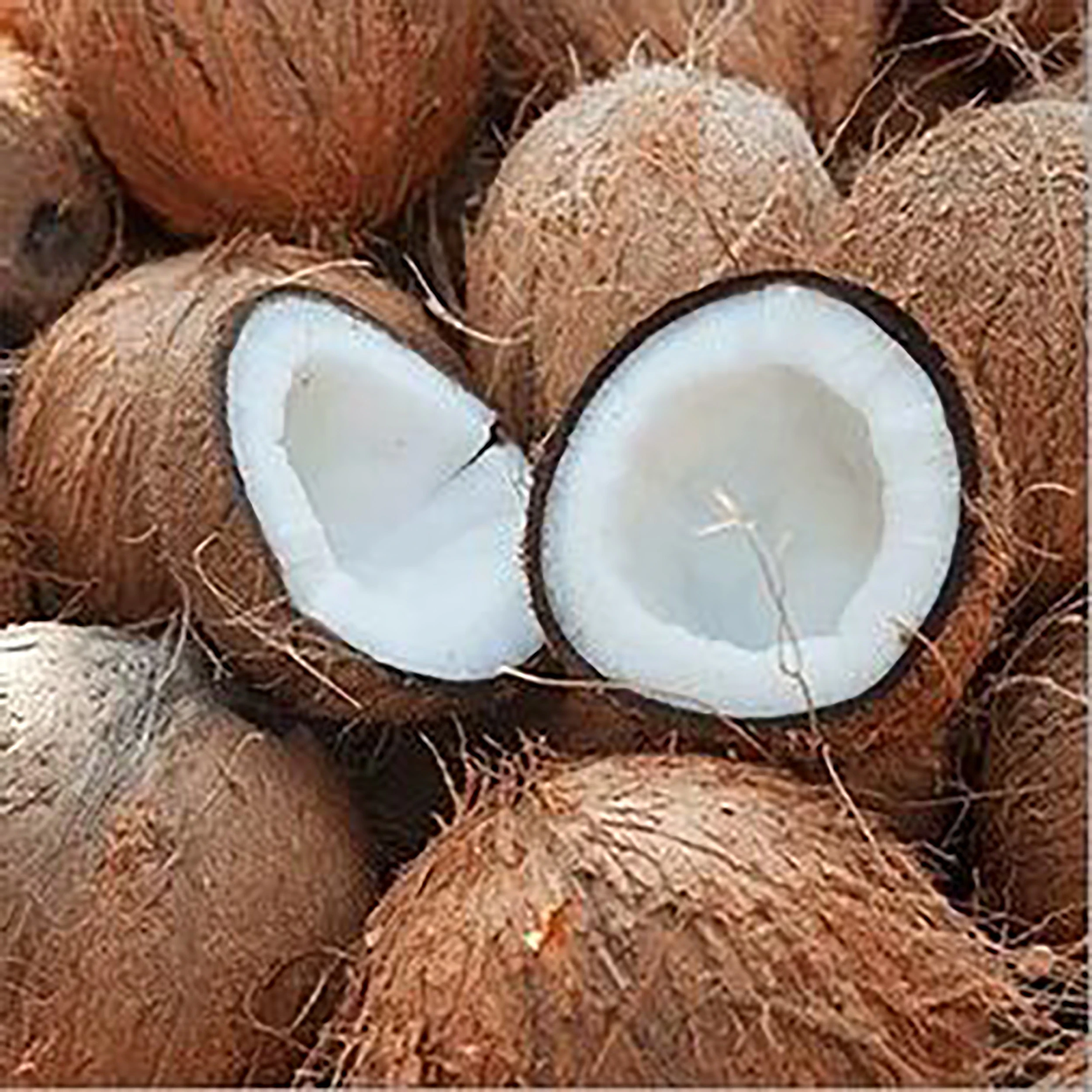 Top Quality Fresh Semi husked Coconut For Market Wholesale Price