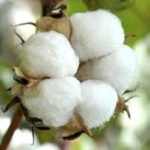 Top Quality Raw Cotton, Raw Cotton Bales from Tanzania Origin For Sale