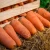 Ukrainian Fresh Organic Carrots At A Special Price