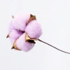 Very Popular Real Preserved Dried Flower Cotton For Home &amp; Office Decoration