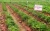 Import Vietnam Sweet potato new cropWA+84869975655 from Vietnam