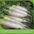 Import white radish exporter from China
