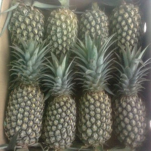 Wholesale Fresh Pineapple / Pineapple Fruit Price / Bulk Fresh Fruit Pineapple