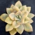 Import Windflower&#39;s succulent botanical garden Korean No 1. Production farm specializing in succulents from South Korea