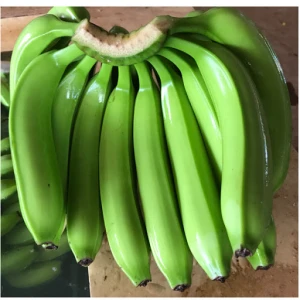 Green Fresh Cavendish Banana Exporters