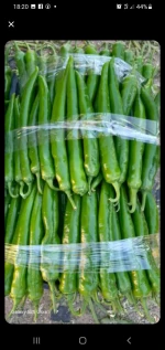 high-specification green chili pepper