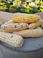 Waxy / Glutinous corn - Kibaco
