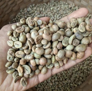 Indonesia Robusta Coffee Beans Supplier