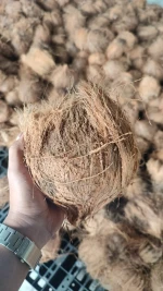 SEMI HUSKED COCONUT