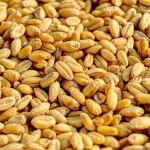 Clean Sorted Wheat Grain For Large Scale Buyers Wheat Grain Delivered In Secure Bulk Packaging