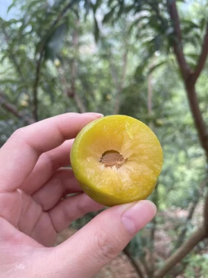 Fresh Guizhou Honey Plum, Premium Sweet Fengtang Li, High Brix Fruits Wholesale.