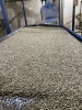 Arabica raw beans