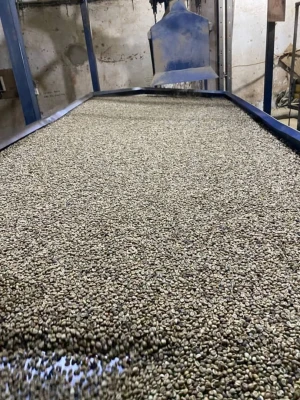 Arabica raw beans