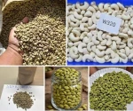 Arabica Coffee / Cardamom Seed / Cashew Nuts /Sunflower oil Available