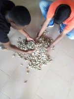 Raw cashew nut from Benin