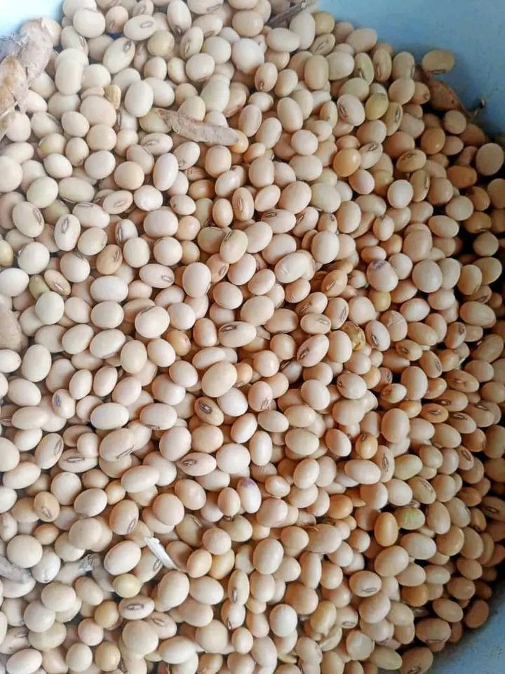 Buy Soybeans from Company Afrogric Trading Company Limited, Nigeria