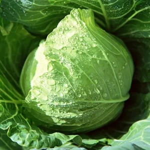 Fresh Cabbage from Shandong