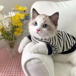 Premium Striped Pet Sweatshirt Casual Two-Legged T-Shirt for Cats and Small Dogs Soft Breathable All Season Apparel
