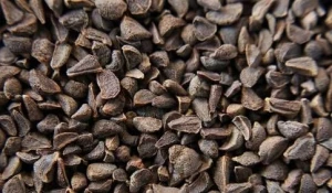 Voacanga Africana seeds