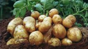 High quality Grade Organic fresh Potatoes