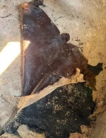 Raw Salted Cowhide